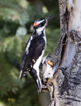 Hairy Woodpecker
